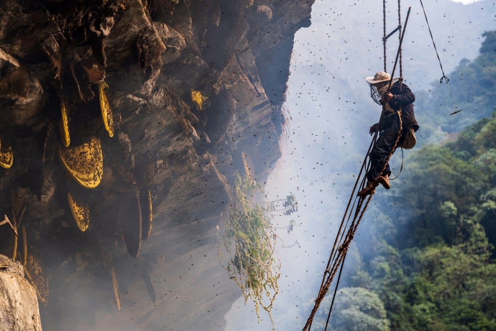harvesting nepalese mad honey