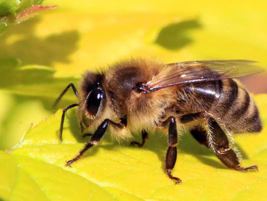 Honeybees can detect lung cancer