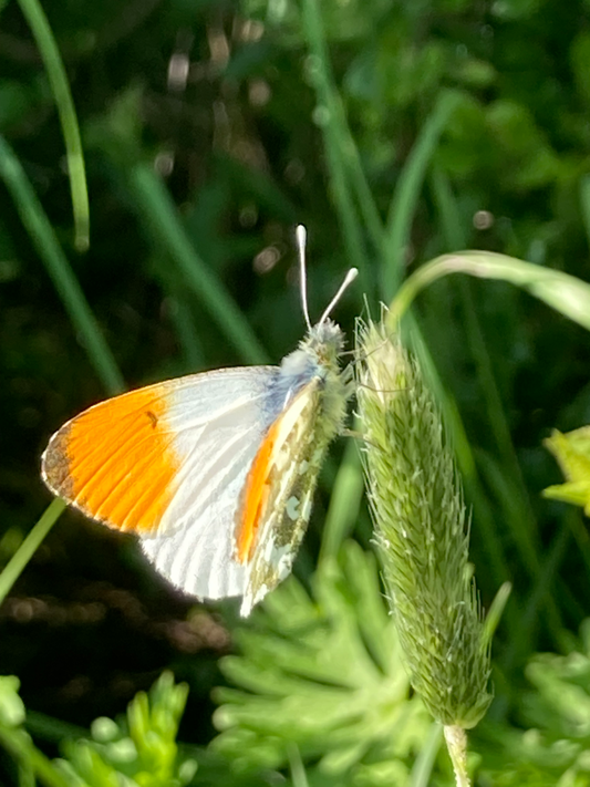 butterfly emergency