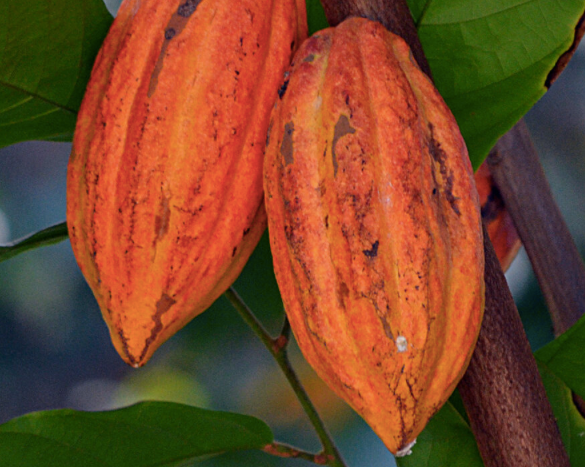 Pollinator decline & climate change threaten chocolate production