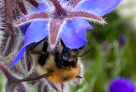 Ban use of bee-killing pesticide in UK, business chiefs tell government