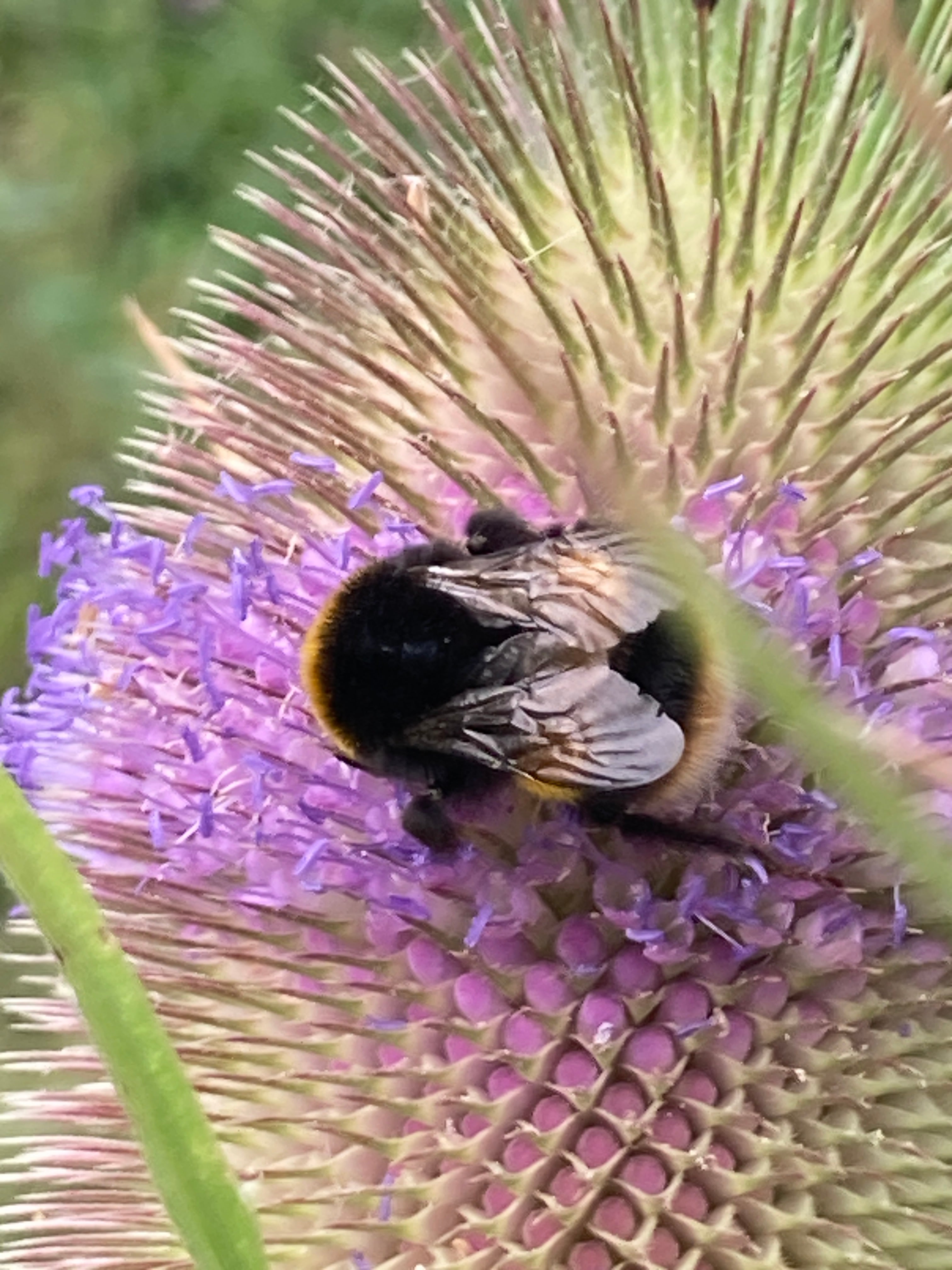 Insect decline and UK food security