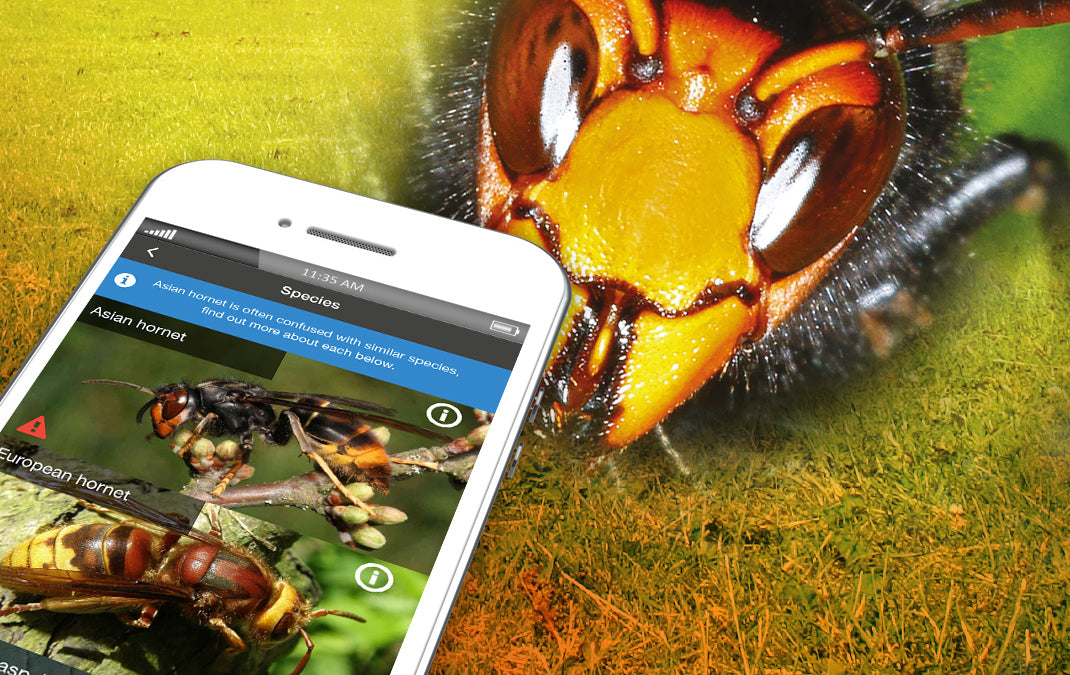 Asian Hornet smart phone app