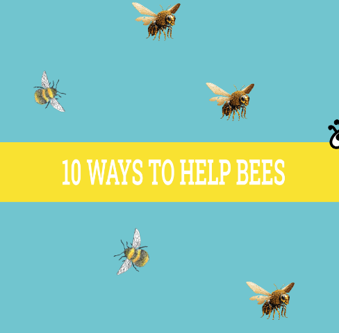 10 ways to help bees