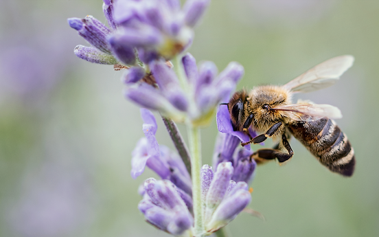 Ban neonicotioid emergency use