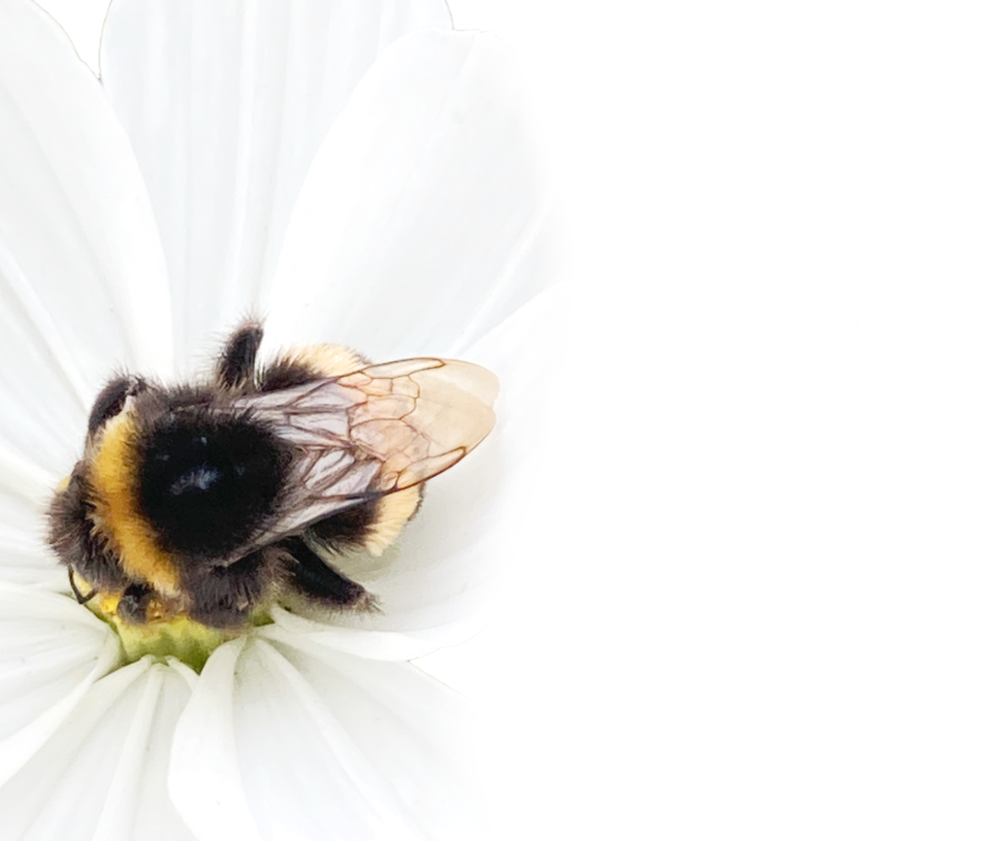 bee on flower