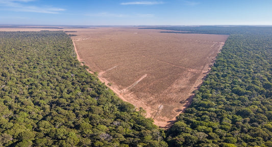 SOY CANDLES AND DEFORESTATION - WHY YOU SHOULD BURN SOY FREE!