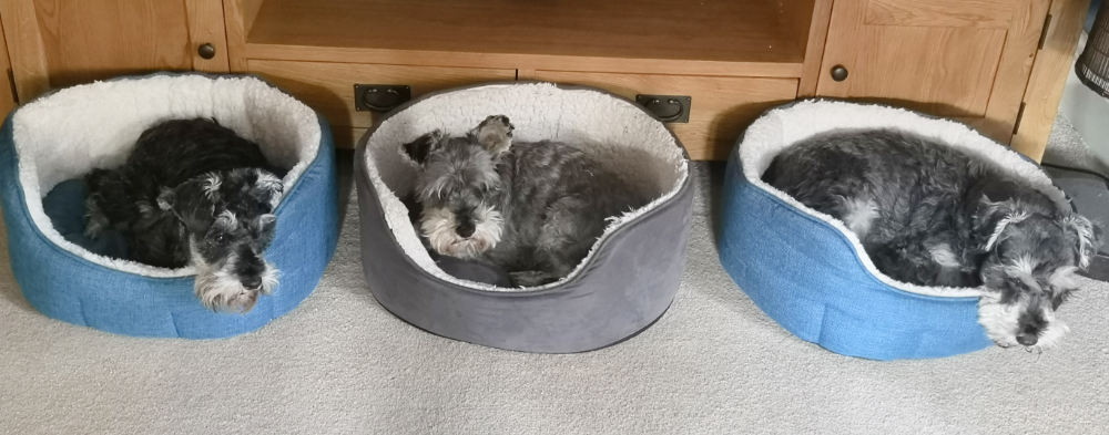 My three miniature schnauzers lying in their ndividual beds, neatly in a row.