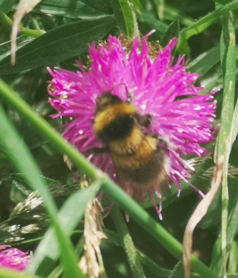 planting for bumblebees