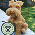 Load image into Gallery viewer, Cute Miniature schnauzer candle with garden in background and miniature schnauzer fundraising group logo
