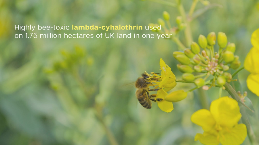 infograph detailing highly bee-toxic lambda-cyhalothrin used on 1.75 million hectares of UK land in one year.