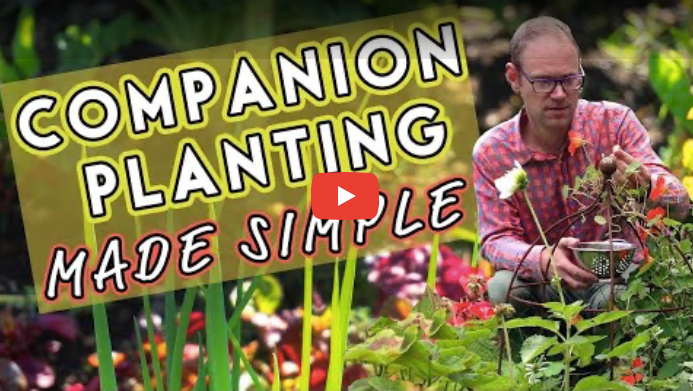 Load video: Companion planting video by Growveg