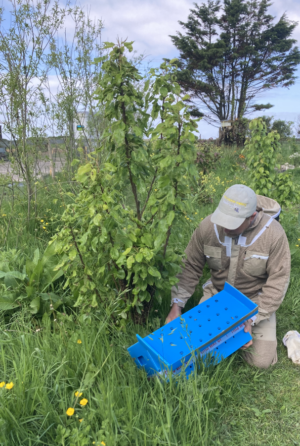 David at coxs farm honey, wearing a beekeepers protective suit, preparing to collect a swarm of bees