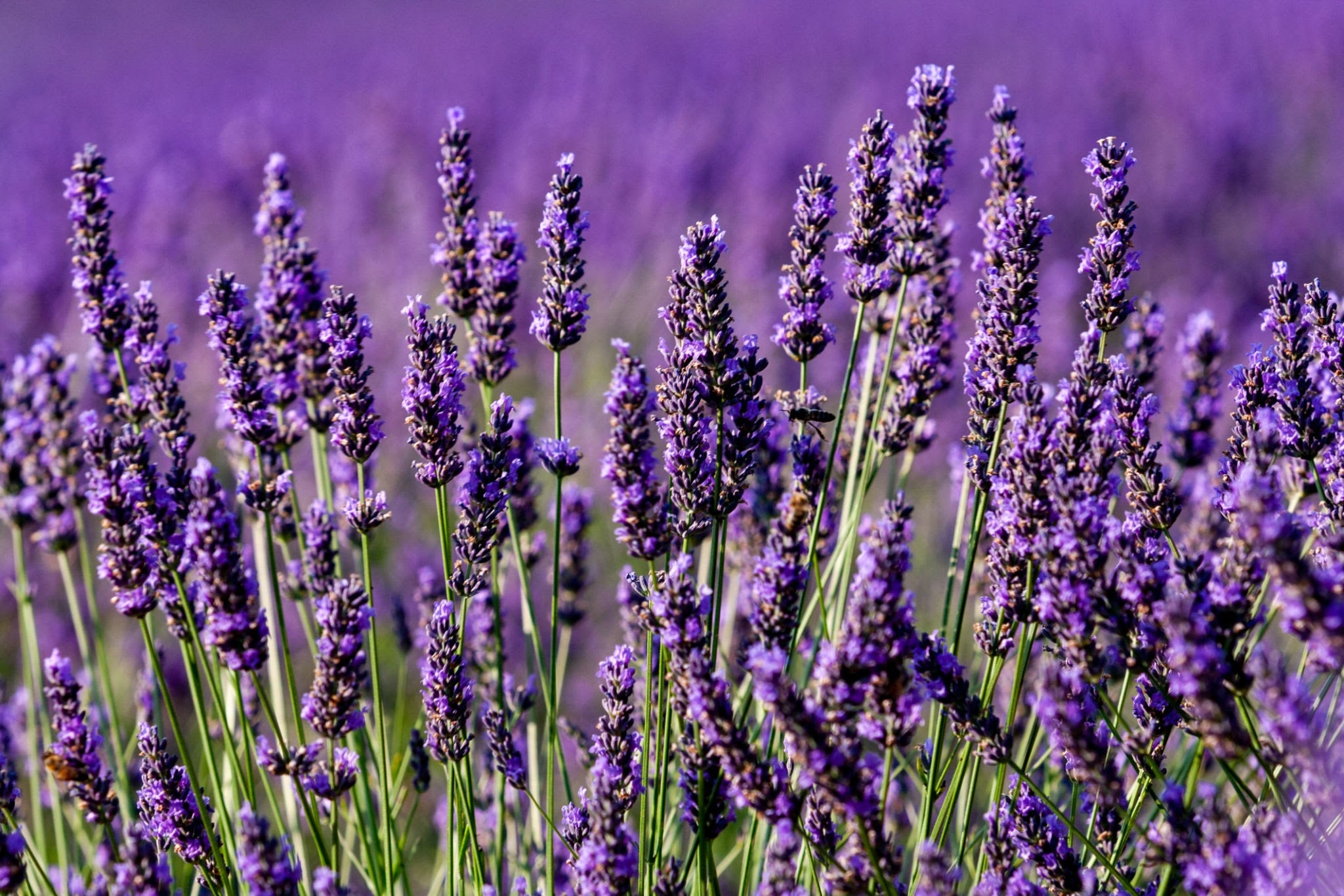 field of lavender