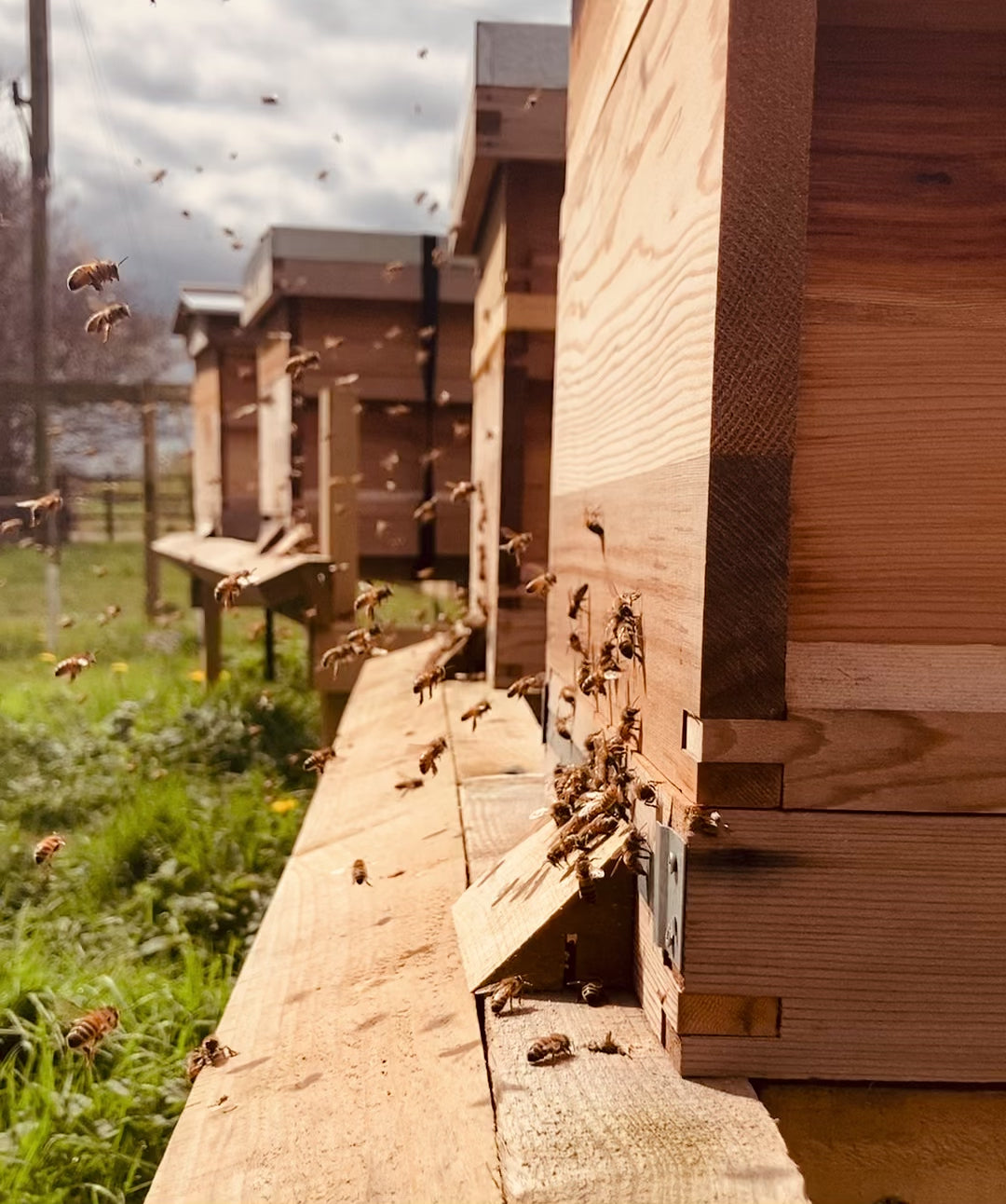 Load video: beehives at Coxs farm in summer with honey bees flying to and from the beehives, the bees are loaded with pollen and bringing nectar to the hives. There is no soundtrack.