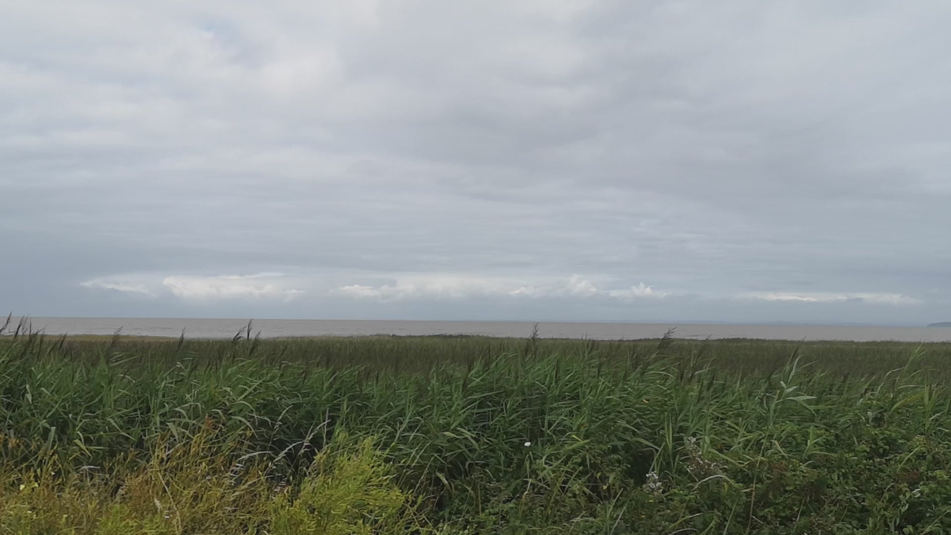 Load video: Steart coastal region, sea grasses swaying gently in the wind