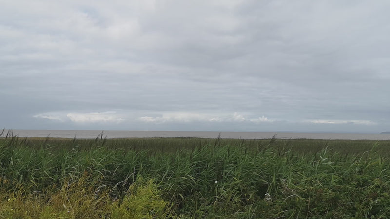 Steart coastal region, sea grasses swaying gently in the wind