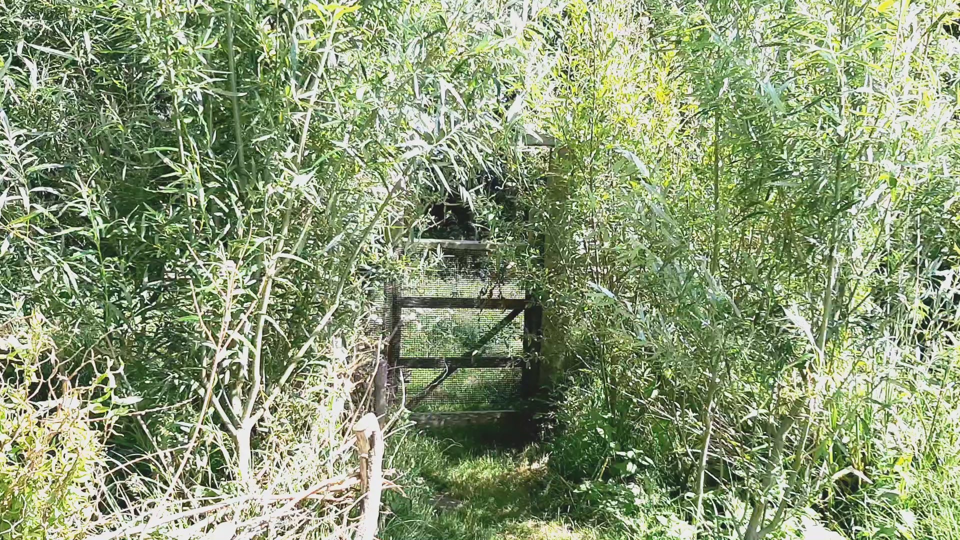 Load video: beekeeping and honey