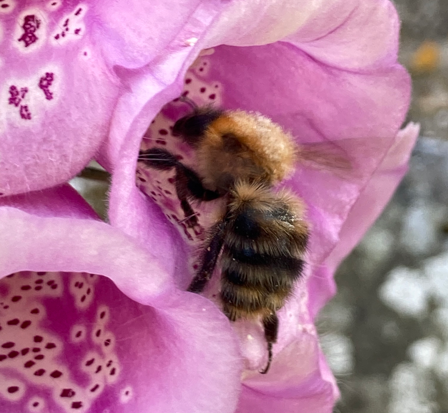 planting for bees