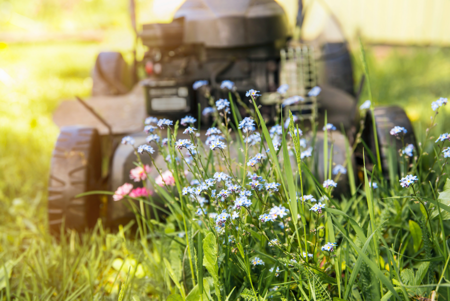 lawn mower cutting down weeds or wildflowers for bees