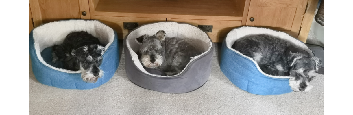 schnauzer lovers